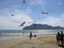 manzanillo beach