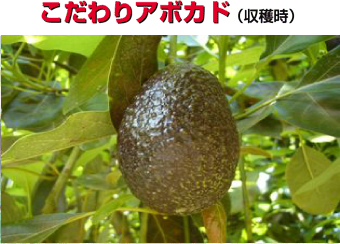 こだわりアボカド